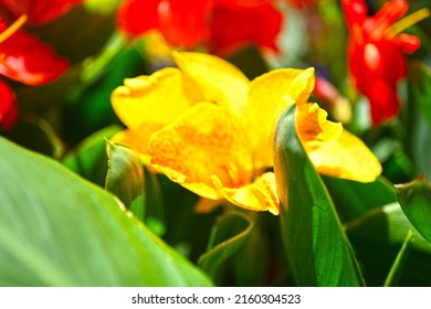 Canna Lily, Canna indica yellow flower blooming with many colors. Indian Canna flower in selective focus.Flowers at the park, nature background