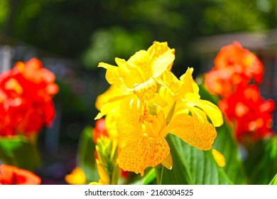 Canna Lily, Canna indica yellow flower blooming with many colors. Indian Canna flower in selective focus. Flowers at the park, nature background