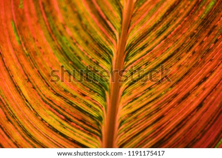 Similar – Foto Bild bunt gestreift Canna Blatt