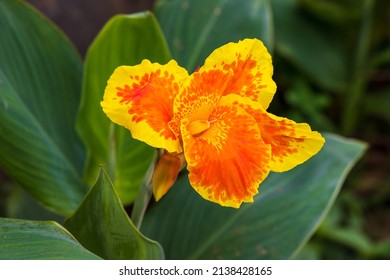 Canna or canna lily is the only genus of flowering plants in the family Cannaceae. Bright flower macro photo