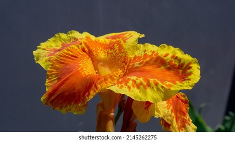 Canna or canna lily is the only genus of flowering plants in the family Cannaceae, Cannas are also used in agriculture as a source of starch for human and animal consumption.