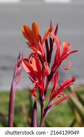 Canna or canna lily is the only genus of flowering plants in the family Cannaceae, Cannas are also used in agriculture as a source of starch for human and animal consumption. Close-up.