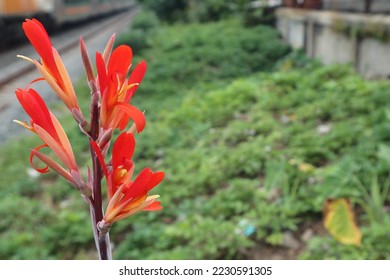 canna paniculata in the garden - Shutterstock ID 2230591305