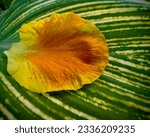 Canna Tropicana Gold flower leaf on plant leaf