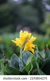 Canna Yellow National Father's Day Flower, Other Names: Buddha Arrow, Lotus Flower, Sago Palm, Sago Palm, Atalad, Originated In Tropical America. Herbaceous The Underground Stem Is A Rhizome.