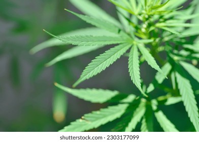 CANNABACEAE, Cannabis indica Lam or Cannabis sativa L or Cannabis sativa subsp or indica or  Small and Cronquist or Cannabis sativa L plant