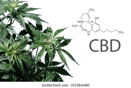 Cannabidiol. Cannabis plant isolated on white background with cbd formula. Layout of fresh wet marijuana leaves, watering bush