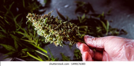 Cannabigerol cannabinoid compounds in the female cannabis plant. CBG element in medical marijuana studies