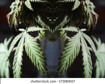 Cannabis Art High Quality 