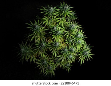 Cannabis Beautiful Background Marijuana Buds Flower Top View