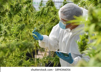 Cannabis being harvested on a marijuana farm. Growing medical marijuana.Cannabis Plant Flower.marijuana vegetation plants, Growing cannabis indica,