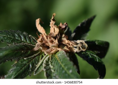 Cannabis Blossom End Rot. Plant Disease.