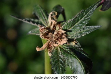 Cannabis Blossom End Rot. Plant Disease.