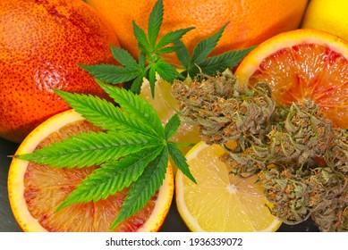 Cannabis bud and leaves with sliced lemon and red orange. Gelato auto flowering strain. Limonene terpene concept.