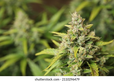 Cannabis Bud Macro Shot With Sugar Trichomes Before Harvest