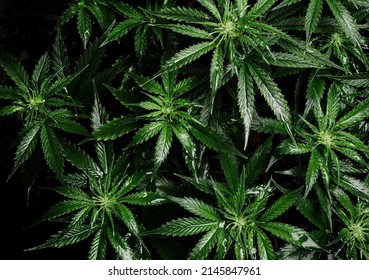 Cannabis bush close up. Layout of fresh wet marijuana leaves, watering weed plant, top view. Hemp recreation, growing concept.