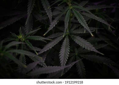 cannabis bush with leaves in dark style background image