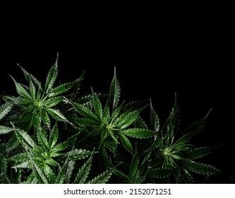 Cannabis bush on black background. Layout of fresh wet marijuana leaves, watering plant, top view. Hemp recreation, legalization concept.