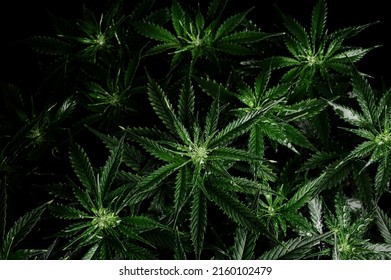 Cannabis bush on black background. Layout of fresh wet marijuana leaves, watering weed plant, top view. Hemp recreation, growing concept.