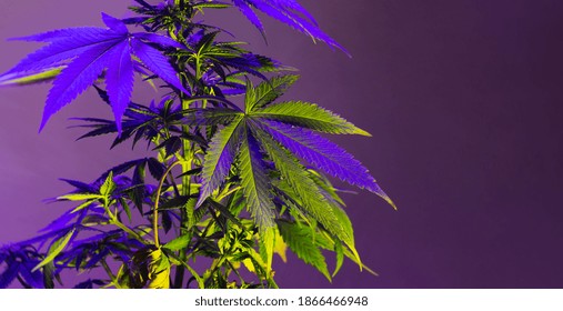 Cannabis Bush Plant With Foliage In  Colorful Purple Light. Big Leaves Of Marijuana Plant In Fresh New Look Trendy Style. Hemp Leafs In Neon Light For Nature Medicine Use And Industry