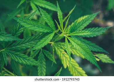 Cannabis bushes growing in a field in a village