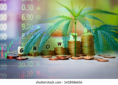 Cannabis Business Marijuana Leaves And Stack Of Coins Stock Success Market Price Up Profit Growth Charts Graph Trading Money Industry Trend Grow Higher Quickly /  Commercial Cannabis Medicine Money 