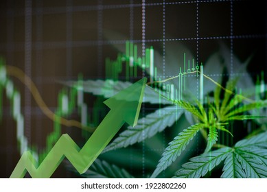 Cannabis-Geschäft mit Marihuana-Blättern und Stock-Diagrammen auf Börsenbörsenanalyseinvestitionen, Commercial Cannabis Medizin Geld höhere Wertschöpfung Finanzen und Handelsgewinn-up-Trends