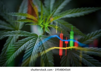Cannabis business with marijuana leaves and stock graph charts on stock market exchange trading analysis investment, Commercial cannabis medicine money higher value finance and trade profit up trends