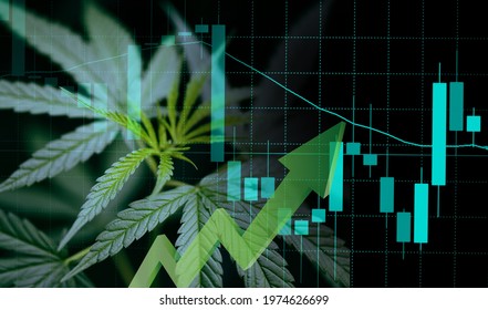 Cannabis business with marijuana leaves and stock graph charts on stock market exchange trading investment, Commercial cannabis medicine money finance trade profit up trends and crisis red down loss