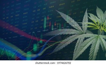 Cannabis business with marijuana leaves and stock graph charts on stock market exchange trading investment, Commercial cannabis medicine money finance trade profit up trends and crisis red down loss