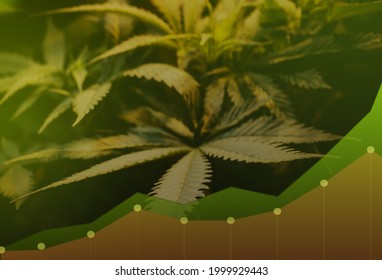 Cannabis business with marijuana leaves and stock graph charts on stock market. Cannabis Marijuana Stocks Concept 