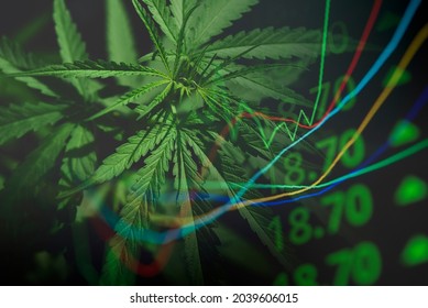 Cannabis business with marijuana leaves and stock graph charts on stock market exchange trading analysis investment, Commercial cannabis medicine money higher value finance and trade profit up trends
