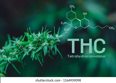 Cannabis, Cannabinol, Cannabidiol, Tetrahydrocannabinol (THC)