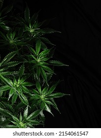 Cannabis CBD bush on black background. Layout of fresh wet marijuana leaves, watering plant, top view. Hemp recreation, growing concept.