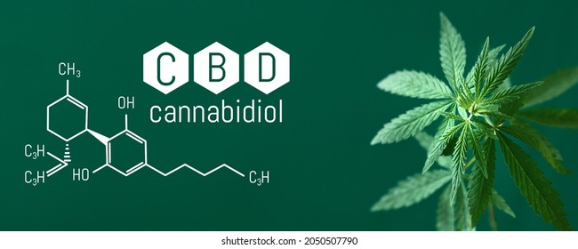 Cannabis CBD, Cannabidiol leaf with CBD title and formula - Legal cannabis - banner green background. Banner format with place for copy space
