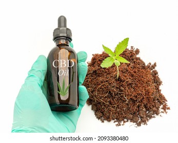 Cannabis CBD oil bottle on the palm and cannabis seedling in a pile of soil over a white background. Cannabis can help manage chronic pain, nausea, and vomiting resulting from chemotherapy treats