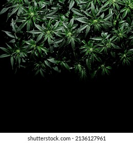 Cannabis CBD plant on black background. Layout of fresh wet marijuana leaves, watering bush, top view. Hemp recreation, legalization concept.