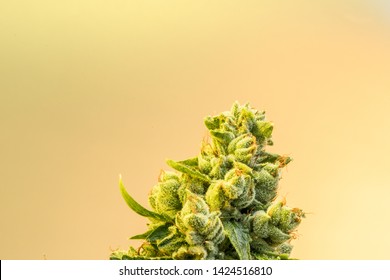 Cannabis Close Up Macro Marijuana Drying   Commercial California Legal Indoor Weed  Farming Ganja Cultivation Medical Recreational Indicas Sativas Hybrid Plants