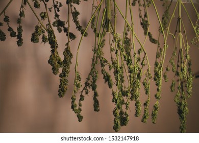 Marijuana Hanging Images Stock Photos Vectors Shutterstock