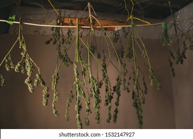 Royalty Free Hanging Cannabis Stock Images Photos Vectors