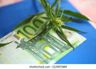 Cannabis and euro banknote, incomes from products made from cannabis concept. Legalization of marijuana