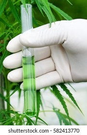 Cannabis extract in test tube holding by scientist