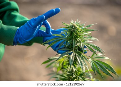 Cannabis Farm In Canada