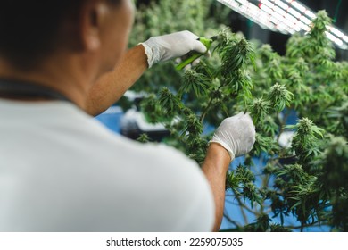 Cannabis farmer cutting cannabis plant in curative indoor cannabis farm for production and extraction of medical cannabis products, checking hemp crop in a greenhouse, herbal alternative medicine
