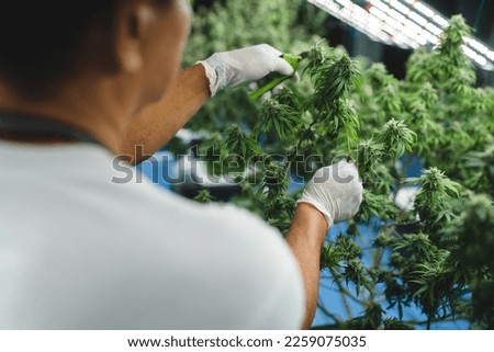 Cannabis farmer cutting cannabis plant in curative indoor cannabis farm for production and extraction of medical cannabis products, checking hemp crop in a greenhouse, herbal alternative medicine