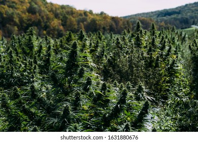 Cannabis Field With Cannabis Plant