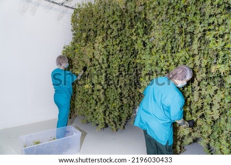 Cannabis flower being hung up to dry by workers