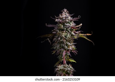 Cannabis Flower (CBD Dream Strain) Isolated Over Black Background, Medical Marijuana Concept