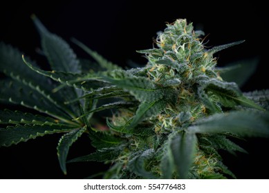 Cannabis Flower Detail (mangolope Marijuana Strain) With Visible Hairs And Leaves Isolated Over Black Background