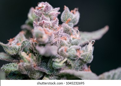 Cannabis Flower Macro